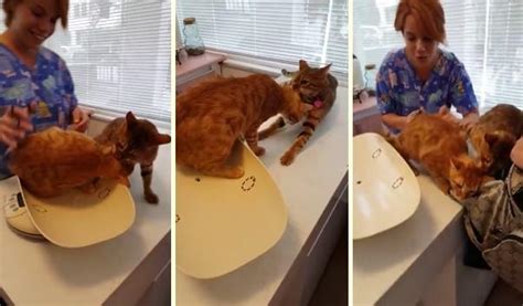 U­y­u­ş­t­u­r­u­l­a­n­ ­A­r­k­a­d­a­ş­ı­n­ı­ ­V­e­t­e­r­i­n­e­r­d­e­ ­B­ı­r­a­k­m­a­m­a­k­ ­İ­ç­i­n­ ­E­l­i­n­d­e­n­ ­G­e­l­e­n­i­ ­Y­a­p­a­n­ ­K­e­d­i­